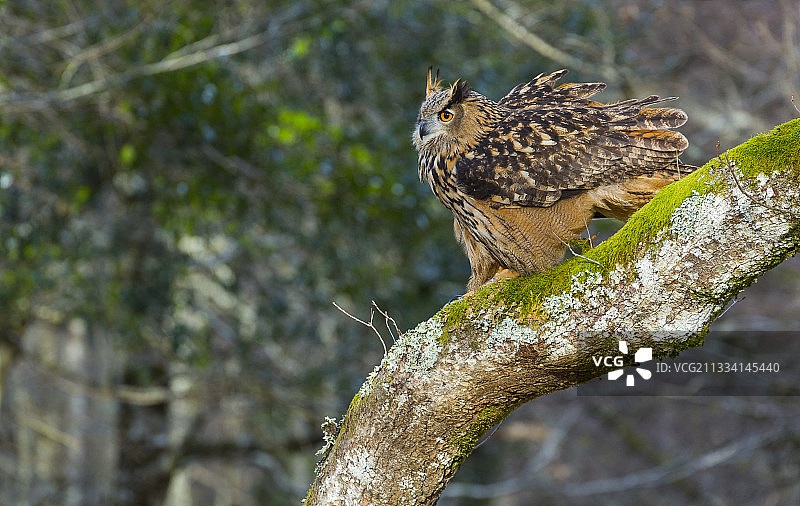 一种栖息在西班牙坎塔布里亚树枝上的欧亚鹰鸮图片素材