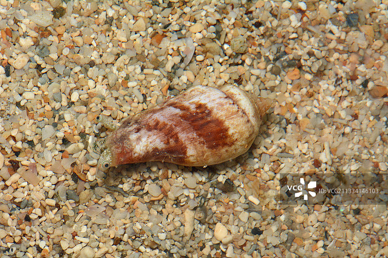 新喀里多尼亚沙地上的海螺图片素材