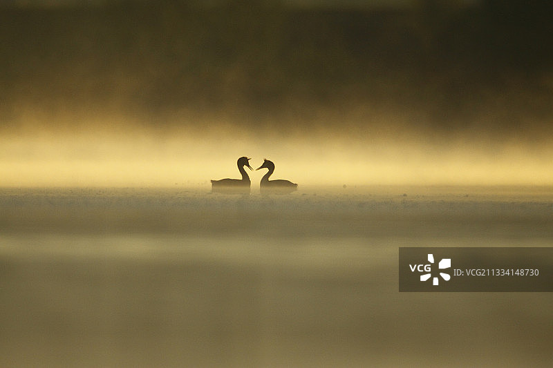 大凤头鸊鹈在拂晓游行-阿尔萨斯，法国图片素材