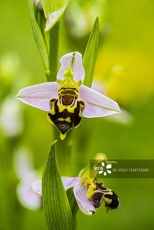 蜜蜂兰花盛开在德隆-法国图片素材