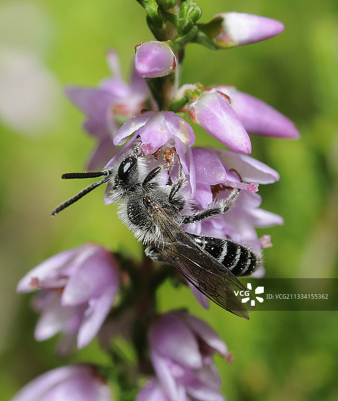 法国北部孚日石南花上的独居蜜蜂图片素材