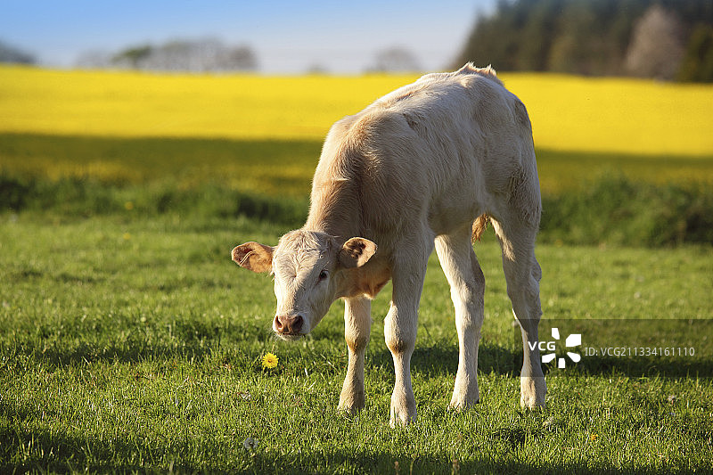 春天的法国，金发碧眼的阿基坦小牛在牧场上图片素材