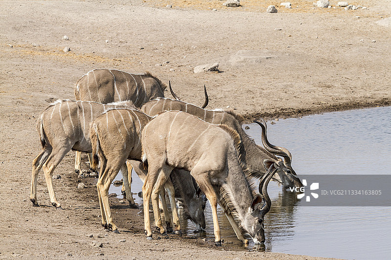 雄性大Kudus在水坑里喝水-纳米比亚图片素材