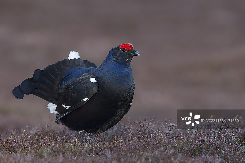雄性黑松鸡站在苏格兰石南丛中图片素材
