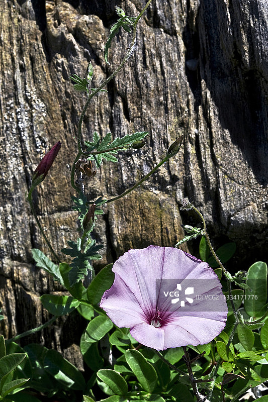 锦葵旋花盛开-加泰罗尼亚-西班牙图片素材