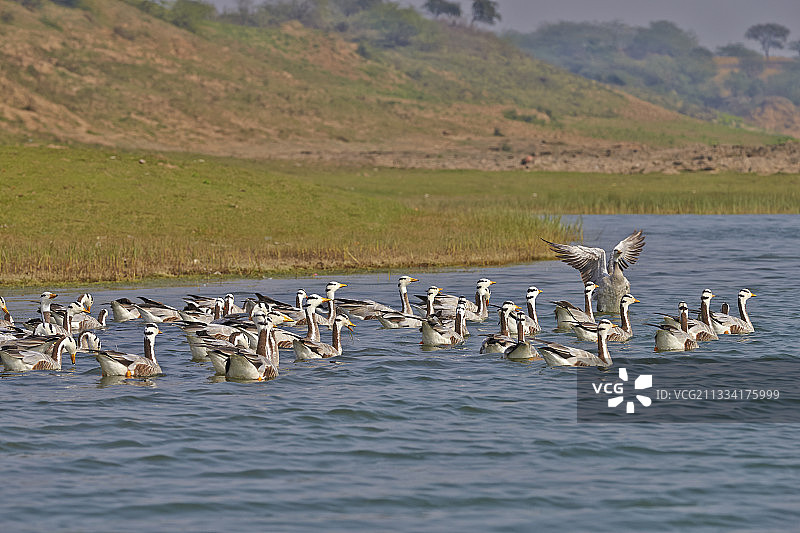 印度昌巴尔河上的斑纹鹅图片素材