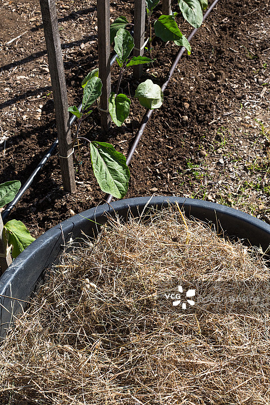 法国普罗旺斯菜园，荨麻护根和茄子苗图片素材