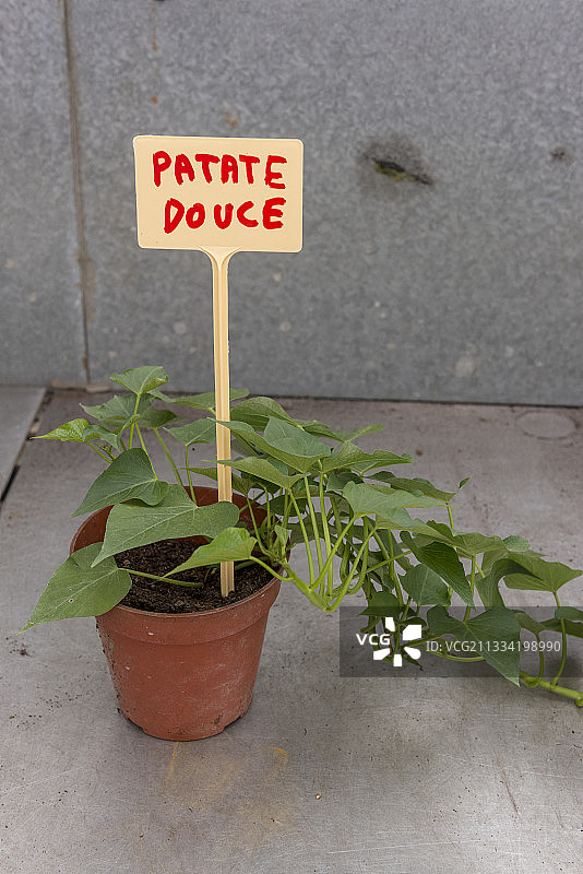 春天，法国加来Pas de Calais，温室里的红薯脚图片素材