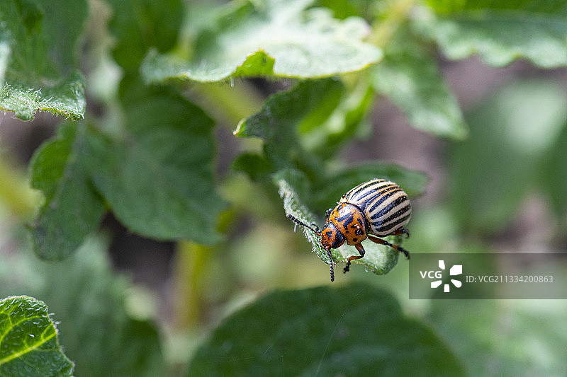 法国摩泽尔蔬菜园马铃薯叶上的一种甲虫图片素材