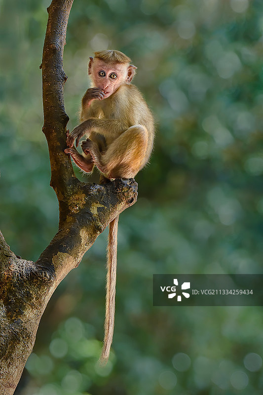 低角度的猕猴坐在树上，斯里兰卡图片素材