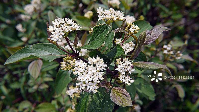 白色开花植物特写，伦弗鲁，安大略省，加拿大图片素材