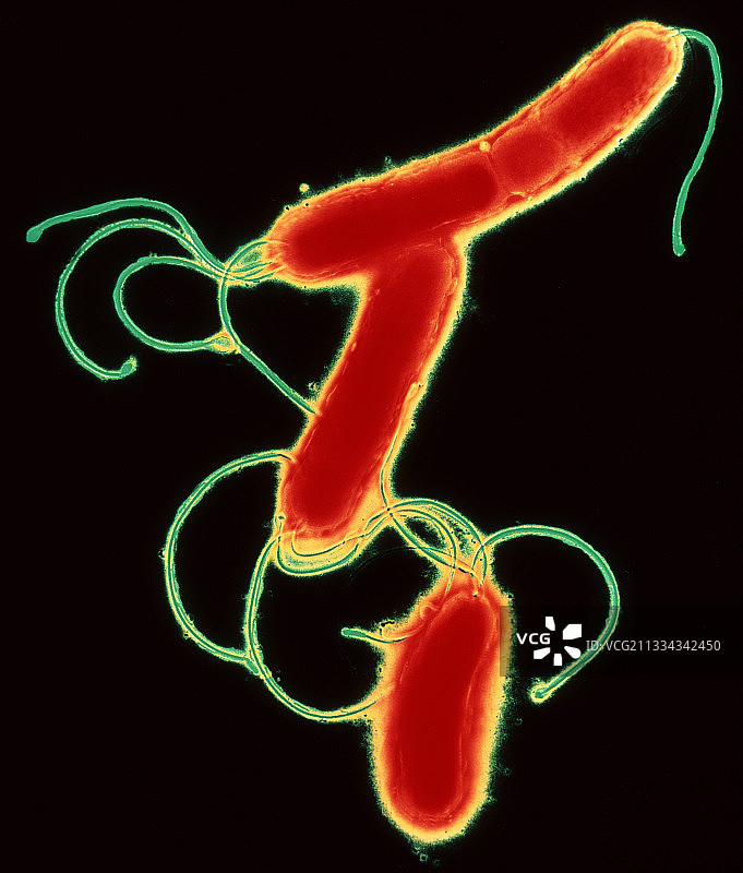 幽门螺旋杆菌的细菌图片素材