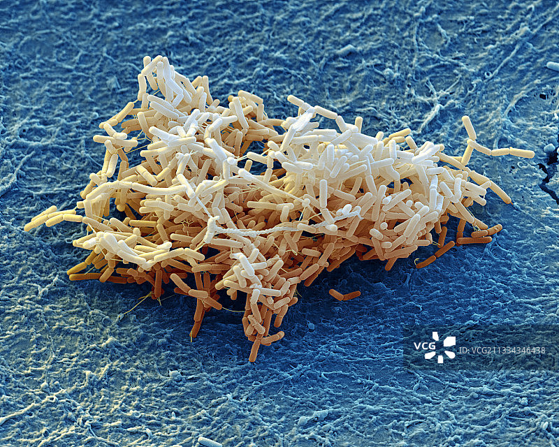 枯草芽孢杆菌,扫描电镜图片素材