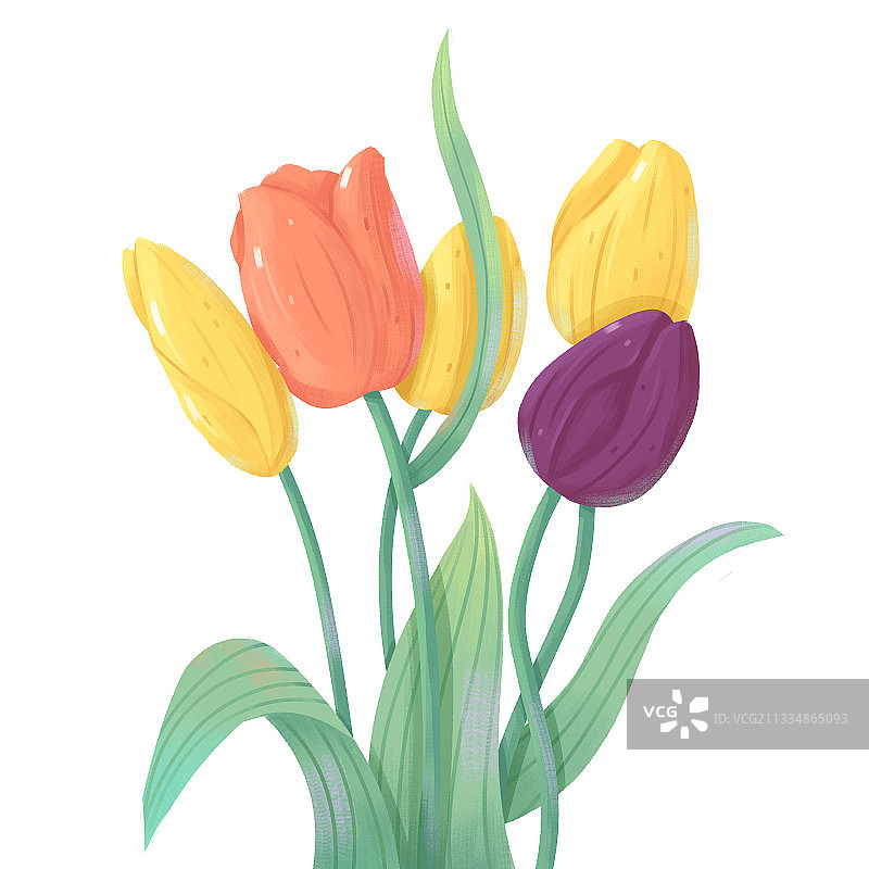 植物花卉素材设计元素郁金香插画图片素材