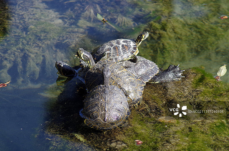 高角度的鳄鱼游泳在湖，罗马，意大利图片素材