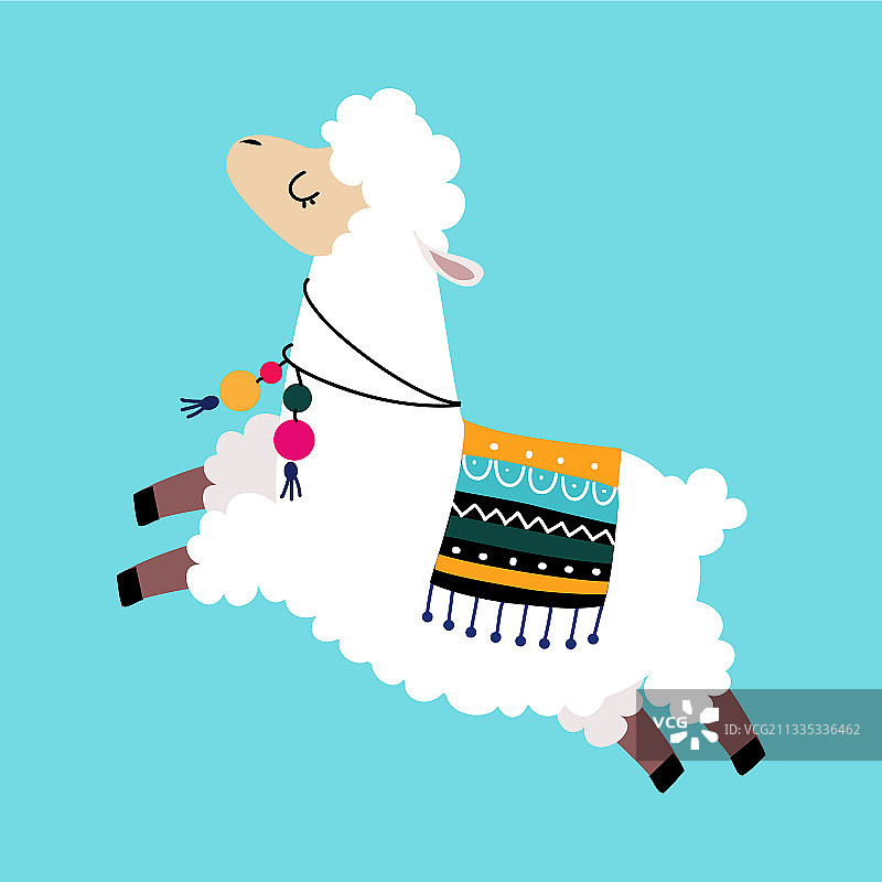 可爱的毛绒绒的羊驼或羊驼作为骆驼驮畜图片素材