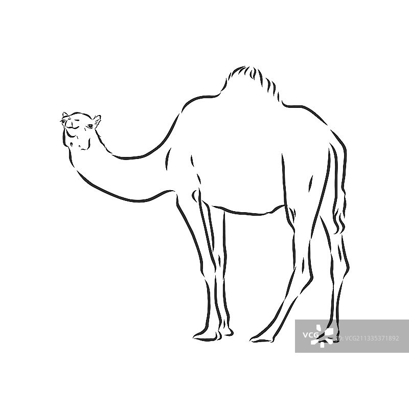 骆驼手拉可分开使用图片素材