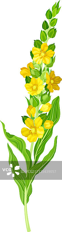 毛蕊花属植物，开黄色小花图片素材