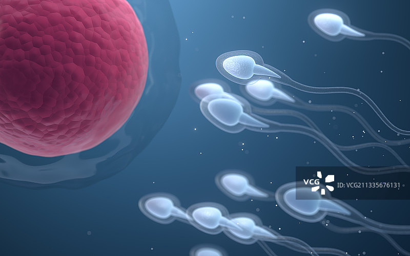精子与卵细胞 3D渲染图片素材