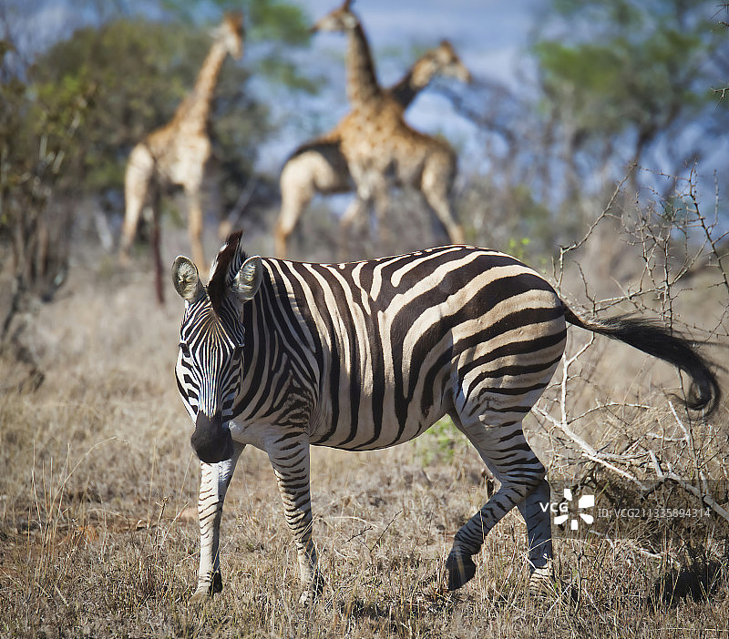 南非萨比沙漠野生动物保护区的草原上，年轻的平原波切尔斑马图片素材