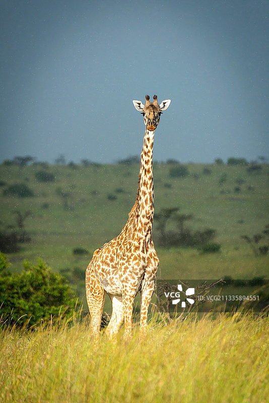 肯尼亚，马赛马拉，纳洛克，马赛长颈鹿站在草地上看着摄像机图片素材