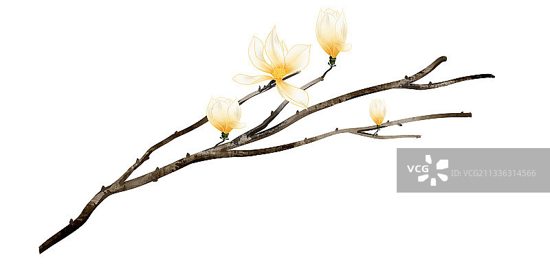 中国风木兰花树枝插画元素图片素材