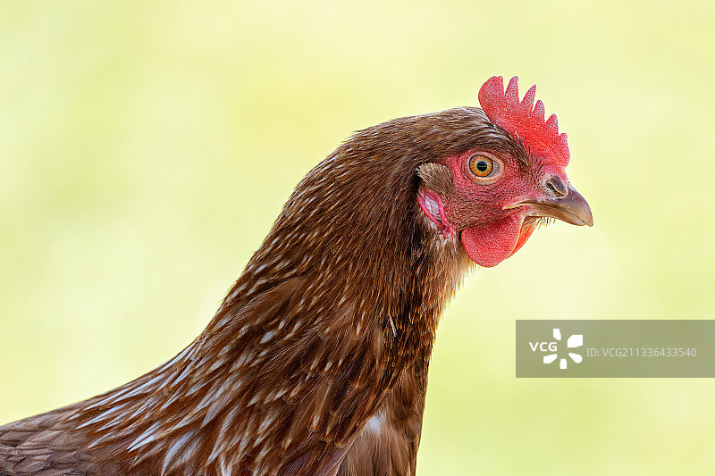 特写的公鸡,8月初,瑞士图片素材