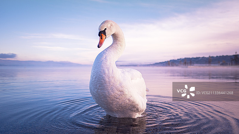 静音天鹅在湖中游泳的特写镜头图片素材