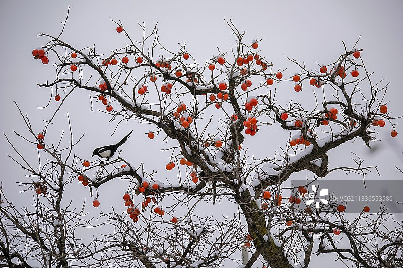 雪天秦岭山里的柿子树图片素材