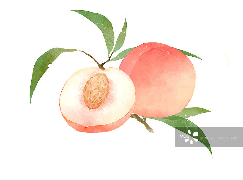 桃子水彩画图片素材