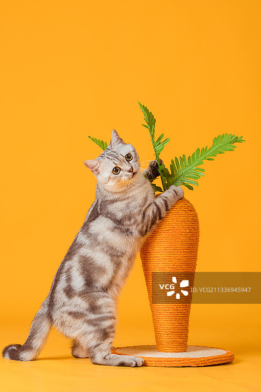 玩萝卜猫爬架的美国短毛猫图片素材
