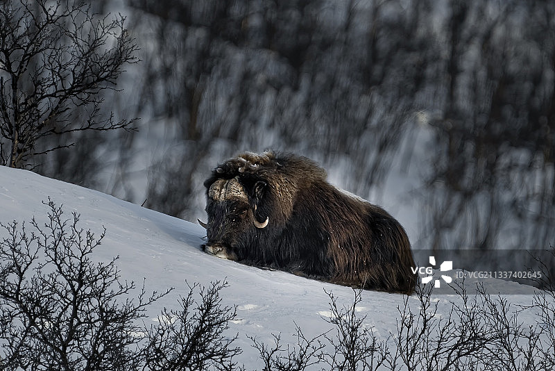 挪威，一头野牛躺在雪地里图片素材