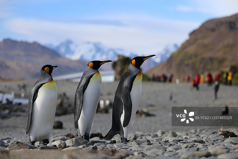 两只企鹅走在企鹅上，福尔图纳湾，南乔治亚和南桑威奇群岛图片素材