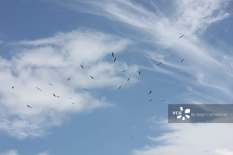 印度尼西亚东努沙登加拉，一群鸽子在有组织的混乱中飞过白云密布的蓝天图片素材
