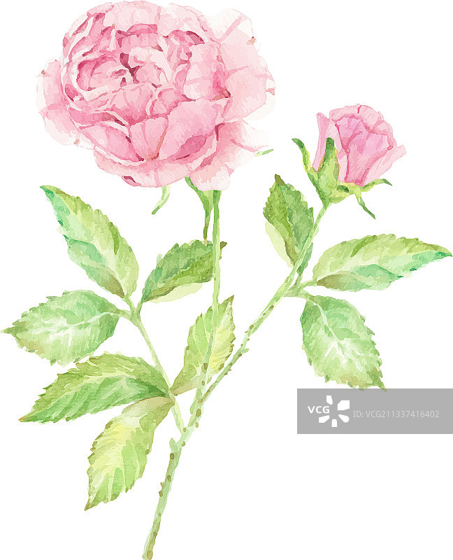 水彩美丽的英国玫瑰花枝图片素材