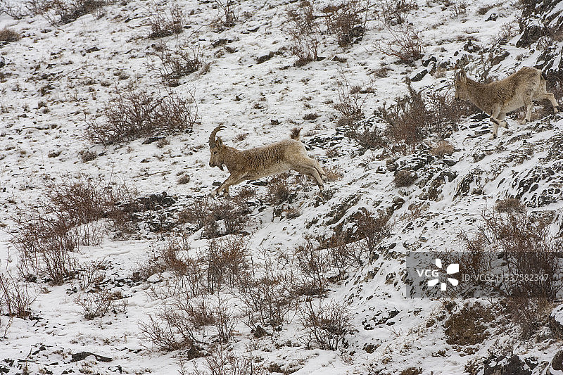 新疆卡拉麦里山有蹄类野生动物自治区级自然保护区图片素材