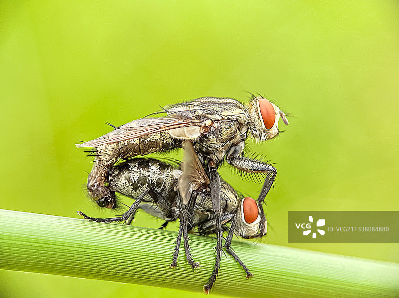 孟加拉国达卡，植物上的昆虫特写图片素材