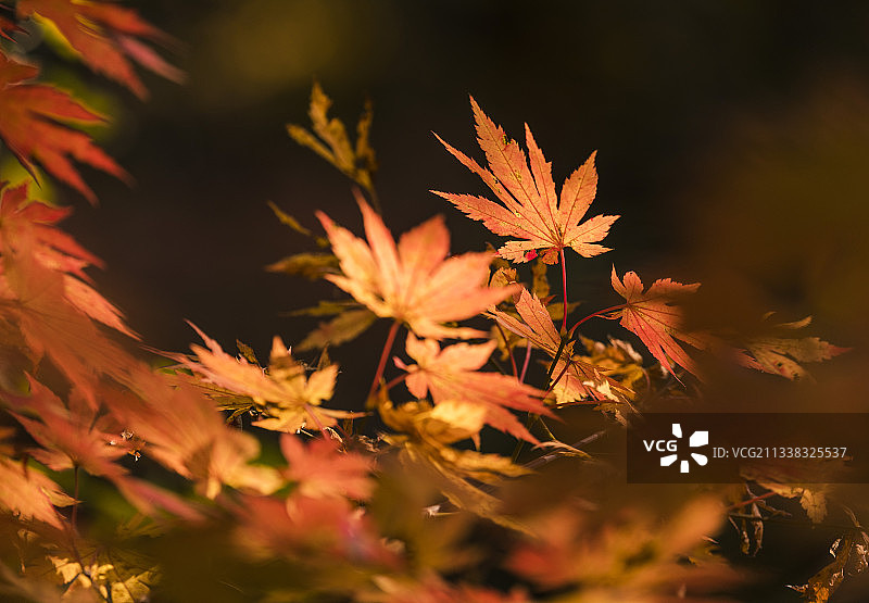 秋天的枫叶特写，火红的的热烈图片素材
