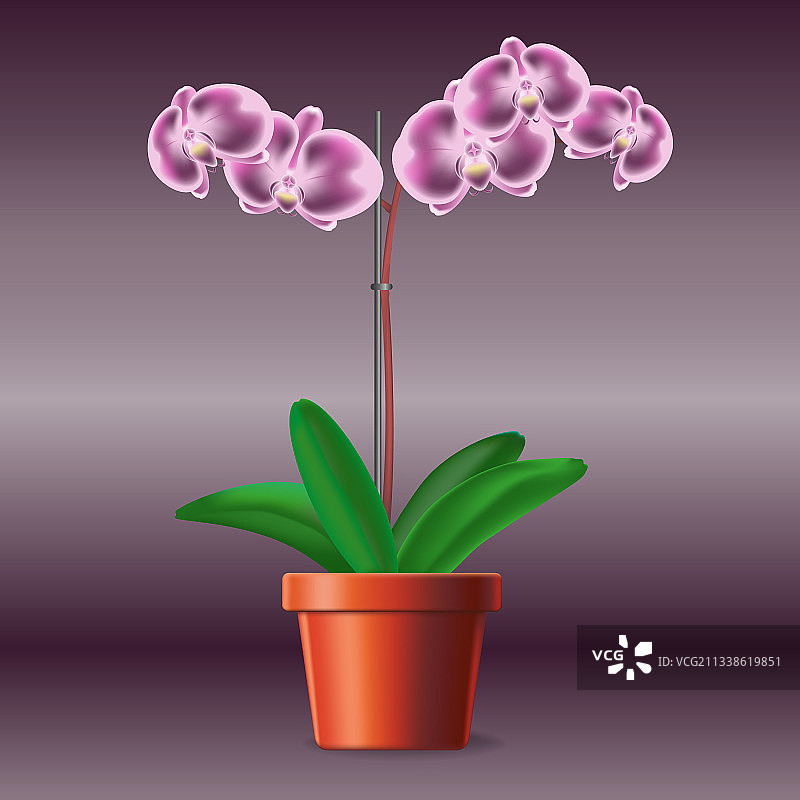 紫色兰花在一个陶罐图片素材