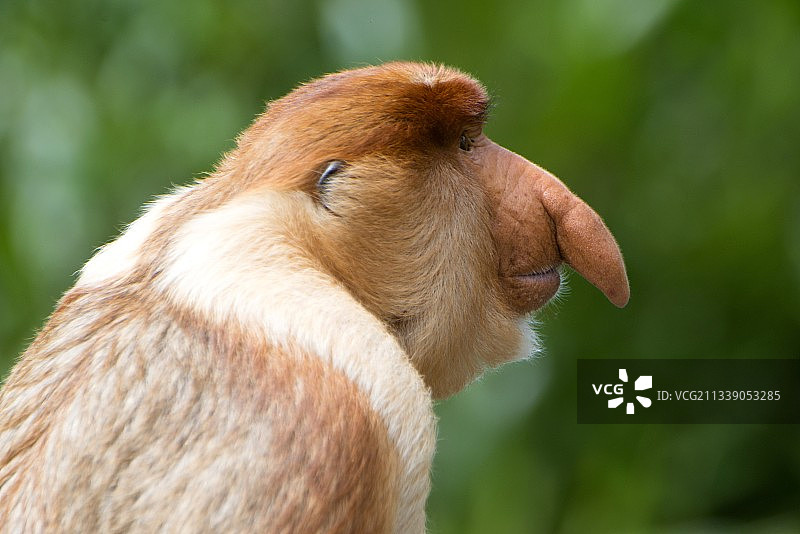 雄性长鼻猴图片素材