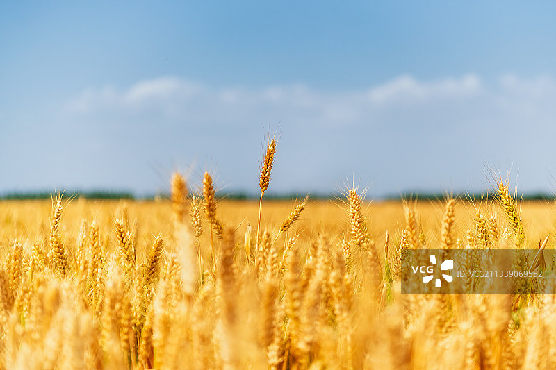 河南郑州黄河岸边夏季芒种节气成熟的小麦户外风光图片素材