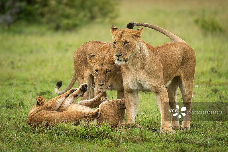 肯尼亚，Koyaki，母狮站在草地上玩耍的幼狮旁边图片素材