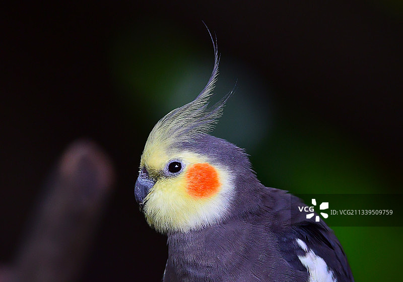 头上羽毛很独特的玄凤鹦鹉图片素材