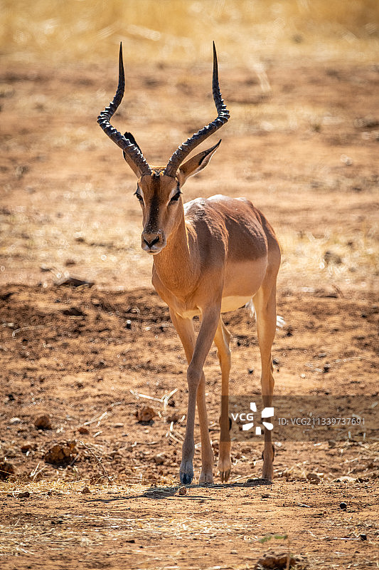 纳米比亚Otjozondjupa地区的鹿站在陆地上的肖像图片素材