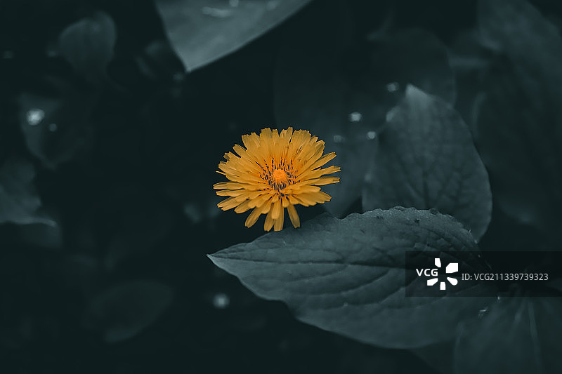 黄色开花植物特写，德国图片素材