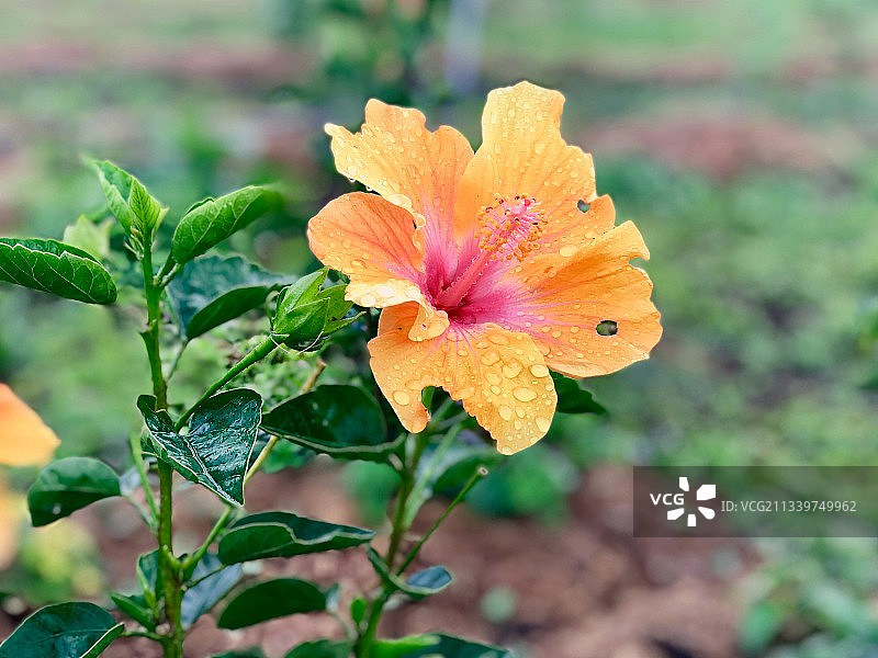 橙色玫瑰花的特写，印度图片素材