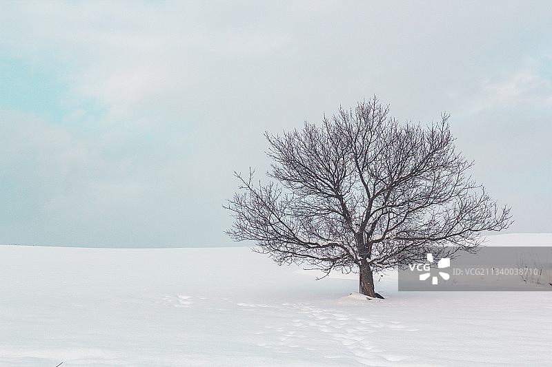 雪中孤独的树图片素材