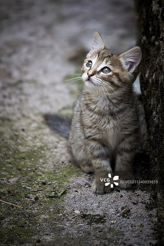 像猫坐在岩石上，瓜达拉哈拉，西班牙图片素材