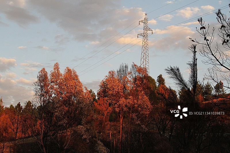 葡萄牙，秋天，树木对天空的低角度视图图片素材