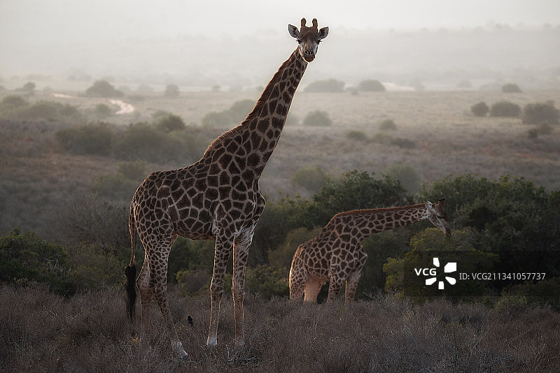 长颈鹿的肖像站在田野上，南非图片素材